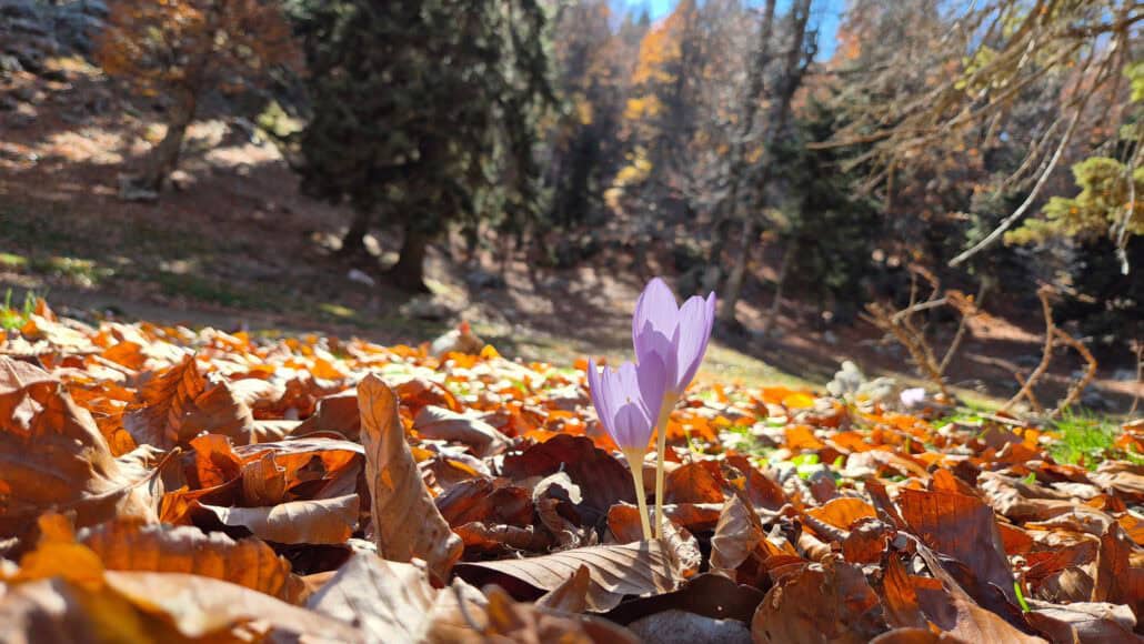 Herbstzeitlose wächst aus belaubter Wiese