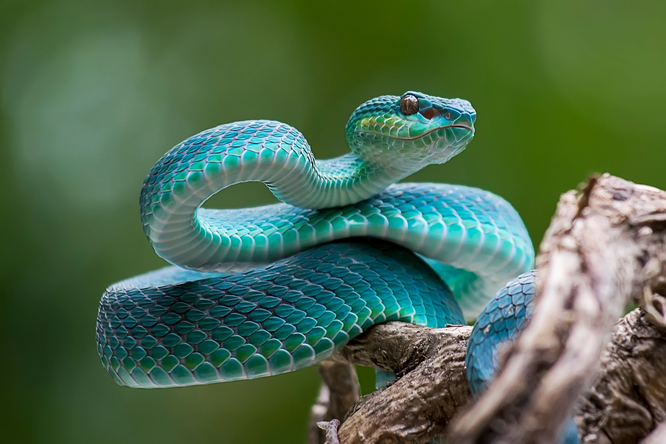 ©Deki-stock.adobe.com