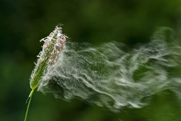 Von Gras abfliegender Pollen, Heuschnupfen