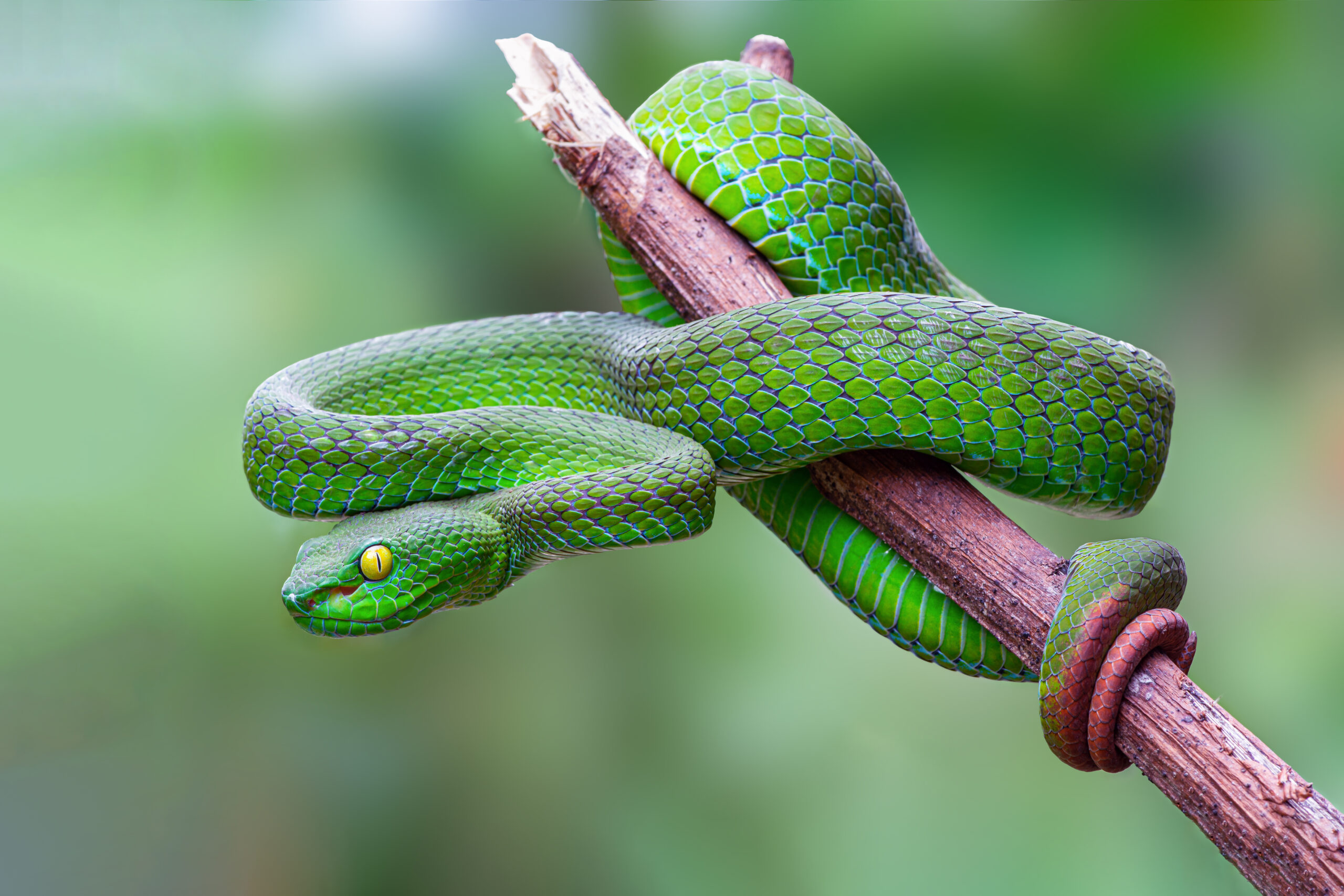 ©Narupon-stock.adobe.com