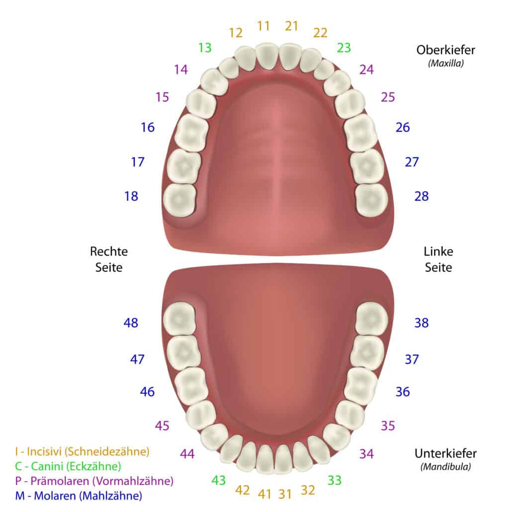 Schema Zähne eines Erwachsenen
