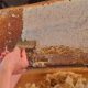 Honigwabe wird entdeckelt